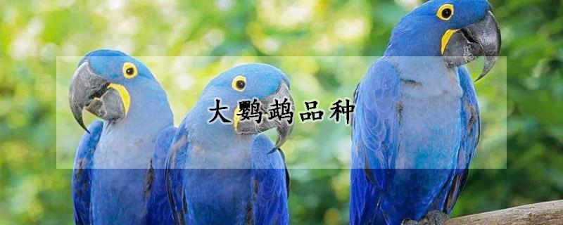 大鹦鹉品种