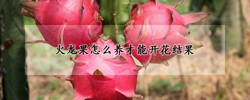 火龙果怎么养才能开花结果