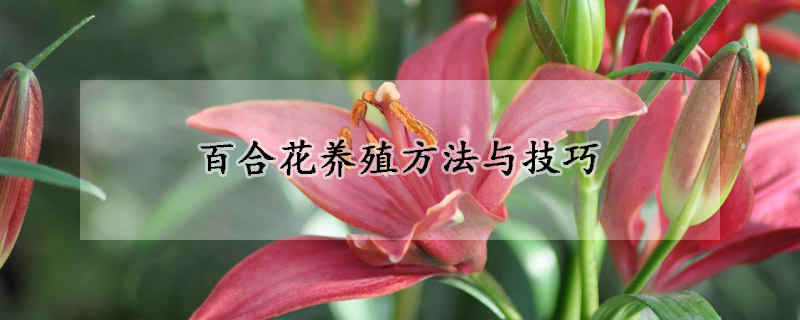 百合花养殖方法与技巧