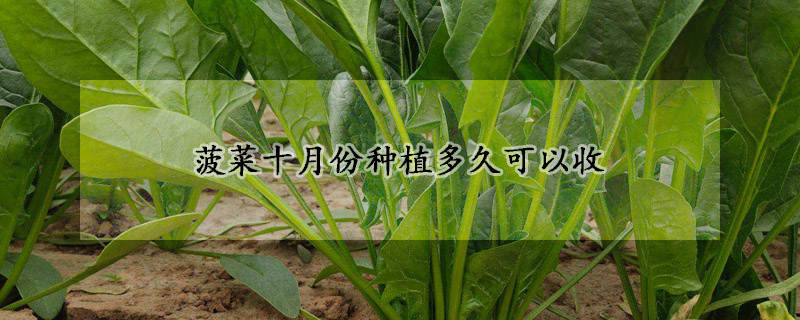 菠菜十月份种植多久可以收