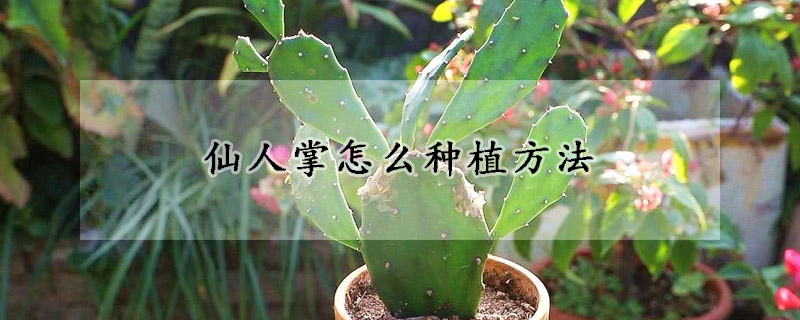 仙人掌怎么种植方法