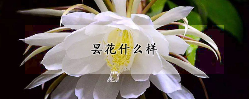 昙花什么样