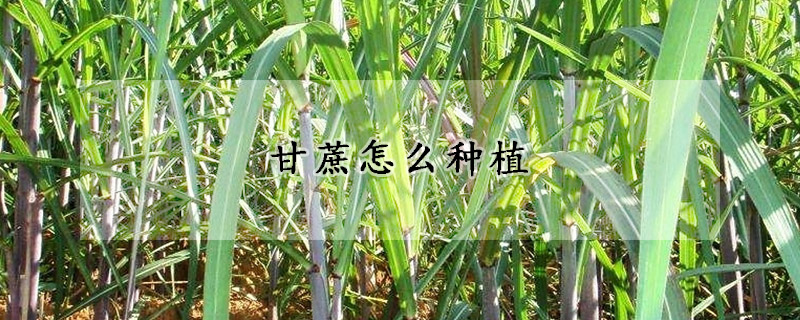 甘蔗怎么种植