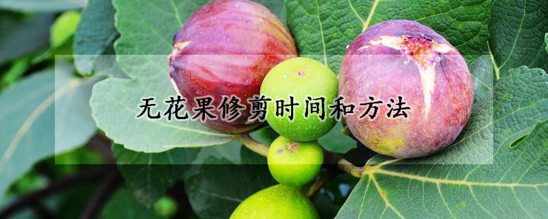 无花果修剪时间和方法