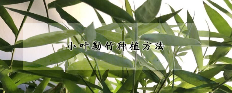 小叶勒竹种植方法