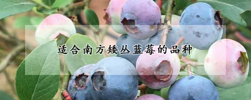 适合南方矮丛蓝莓的品种