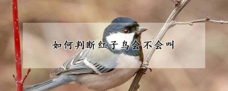 如何判断红子鸟会不会叫