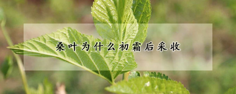 桑叶为什么初霜后采收