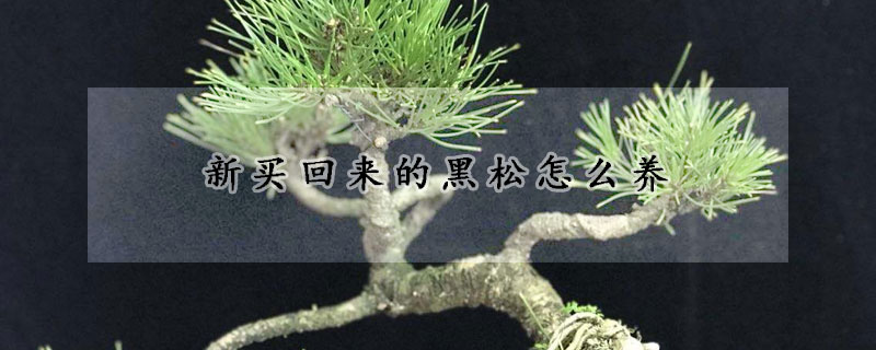 新买回来的黑松怎么养
