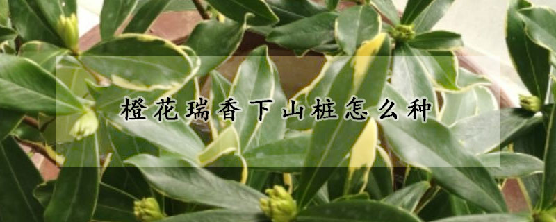 橙花瑞香下山桩怎么种