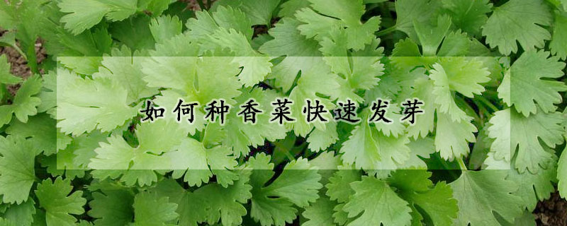 如何种香菜快速发芽