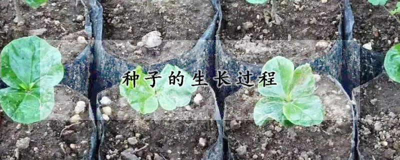 种子的生长过程