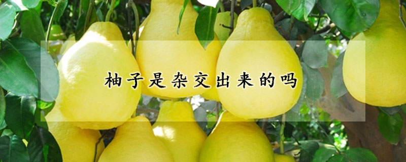 柚子是杂交出来的吗