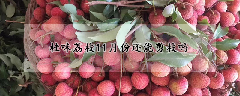 桂味荔枝11月份还能剪枝吗