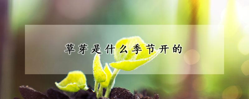 草芽是什么季节开的