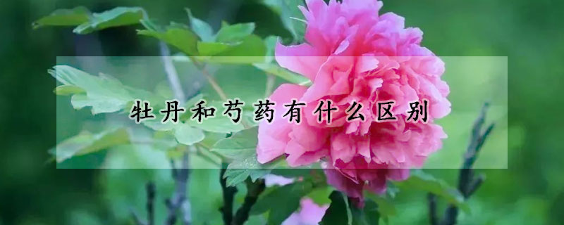 牡丹和芍药有什么区别
