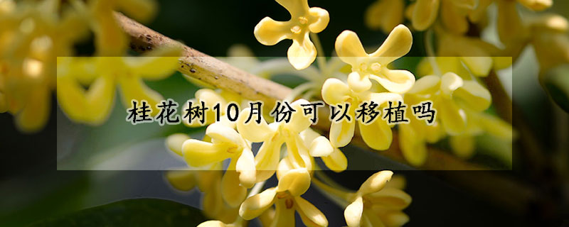 桂花树10月份可以移植吗