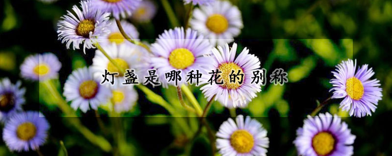 灯盏是哪种花的别称