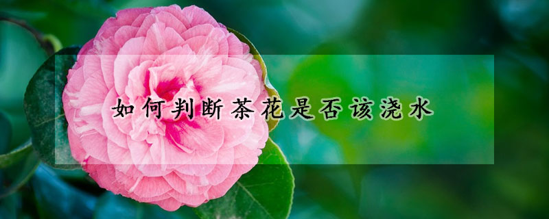 如何判断茶花是否该浇水