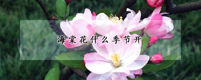 海棠花什么季节开