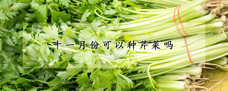 十一月份可以种芹菜吗