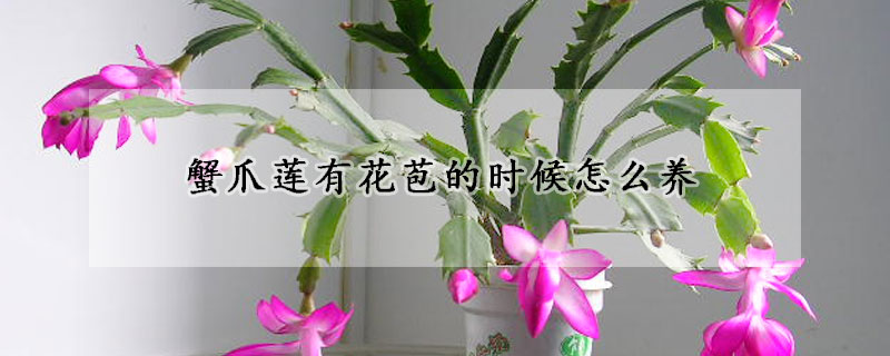 蟹爪莲有花苞的时候怎么养