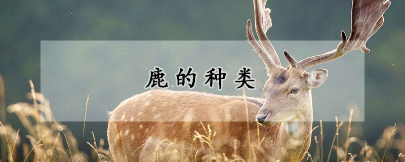 鹿的种类