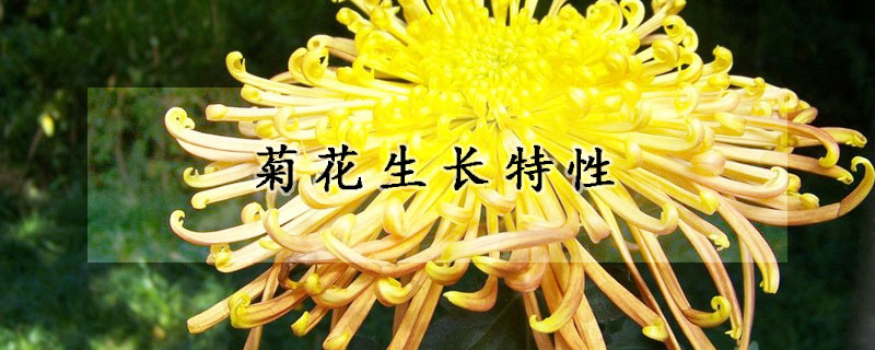 菊花生长特性