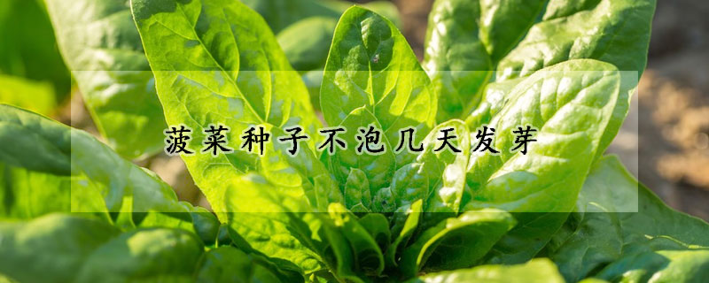 菠菜种子不泡几天发芽