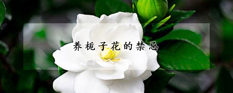 养栀子花的禁忌