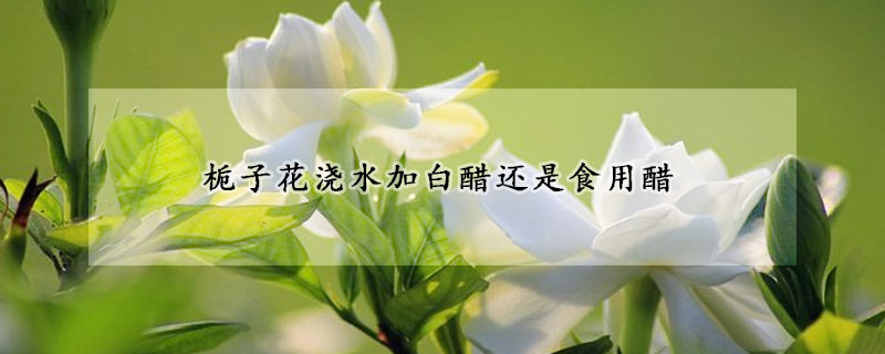 栀子花浇水加白醋还是食用醋