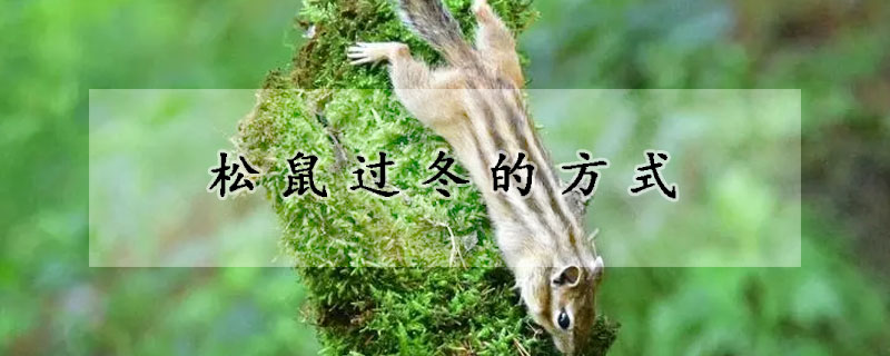 松鼠过冬的方式