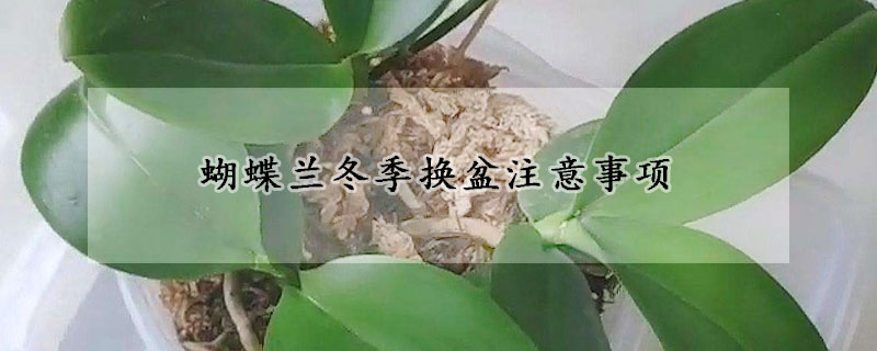 蝴蝶兰冬季换盆注意事项