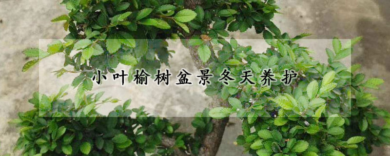小叶榆树盆景冬天养护