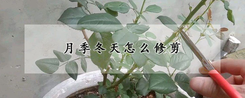 月季冬天怎么修剪