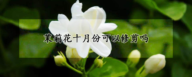 茉莉花十月份可以修剪吗