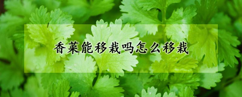 香菜能移栽吗怎么移栽