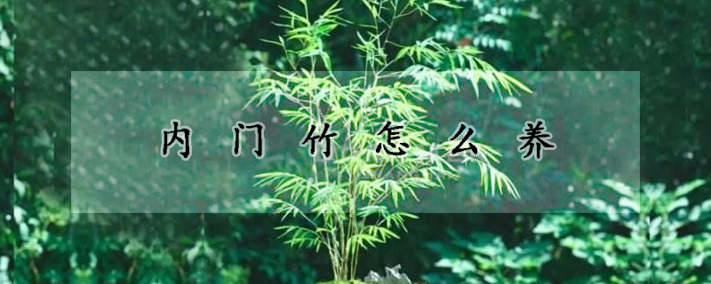 内门竹怎么养