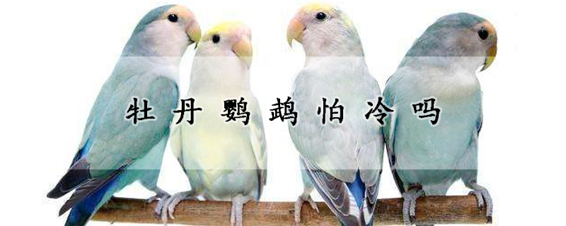 牡丹鹦鹉怕冷吗