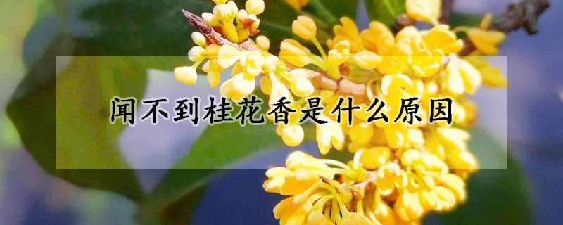 闻不到桂花香是什么原因