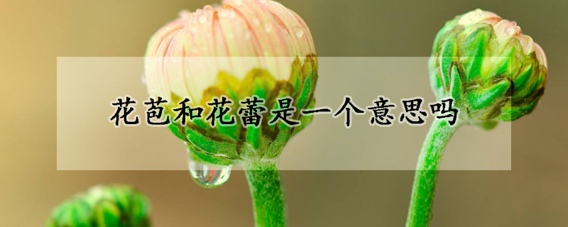 花苞和花蕾是一个意思吗