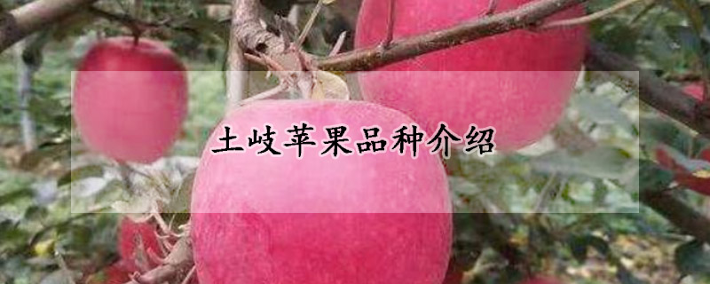 土岐苹果品种介绍