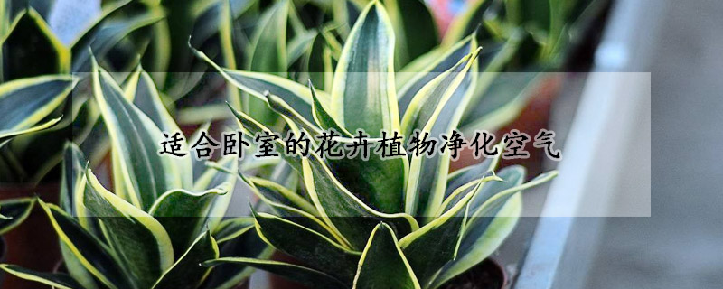 适合卧室的花卉植物净化空气