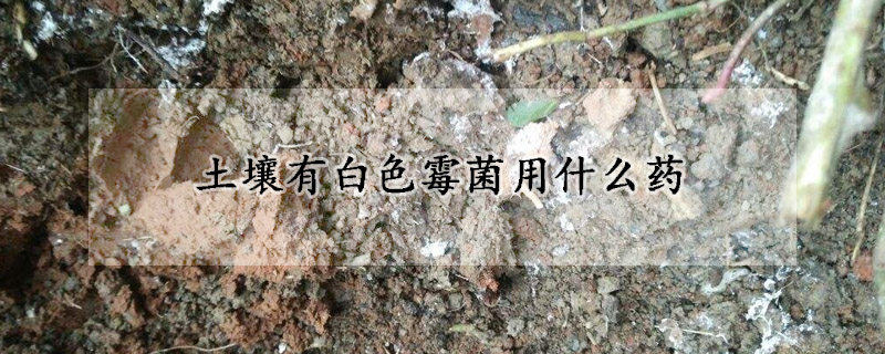 土壤有白色霉菌用什么药