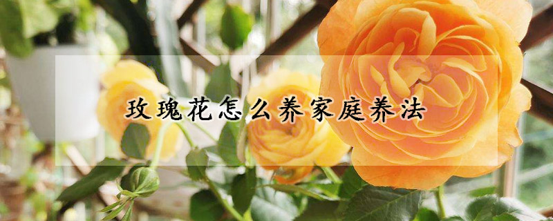 玫瑰花怎么养家庭养法