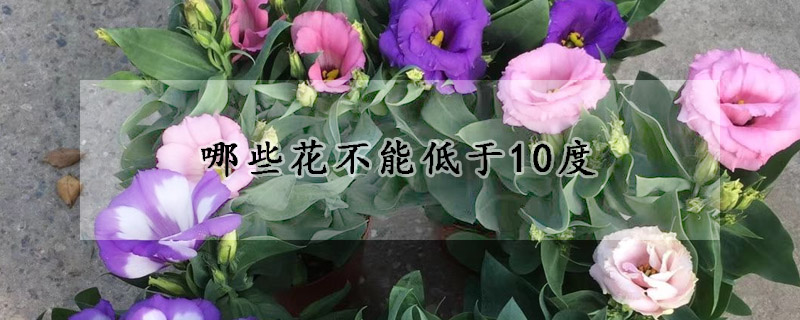 哪些花不能低于10度