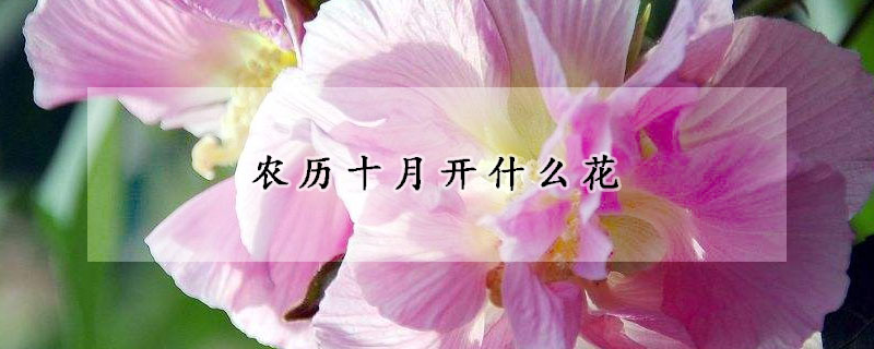 农历十月开什么花