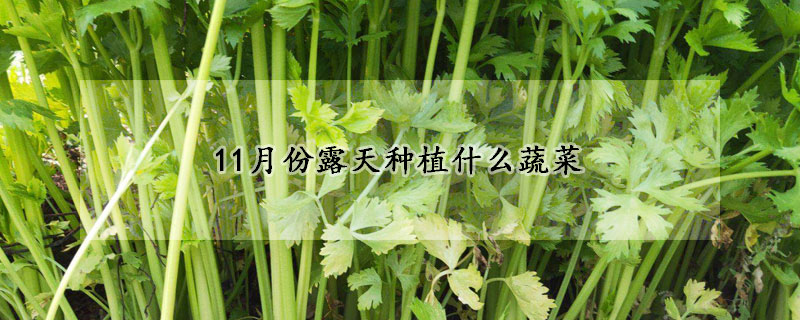 11月份露天种植什么蔬菜