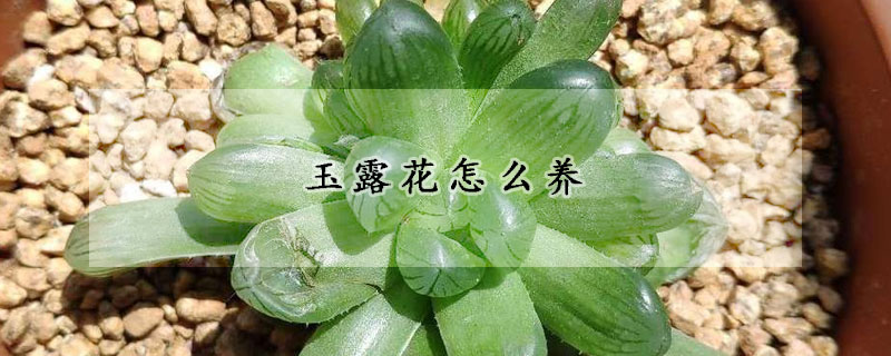 玉露花怎么养