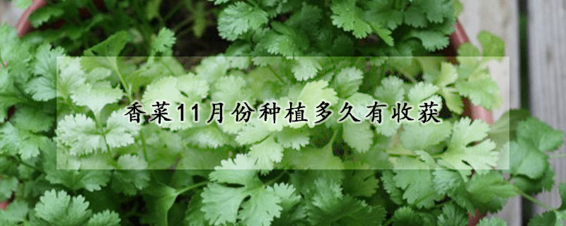 香菜11月份种植多久有收获